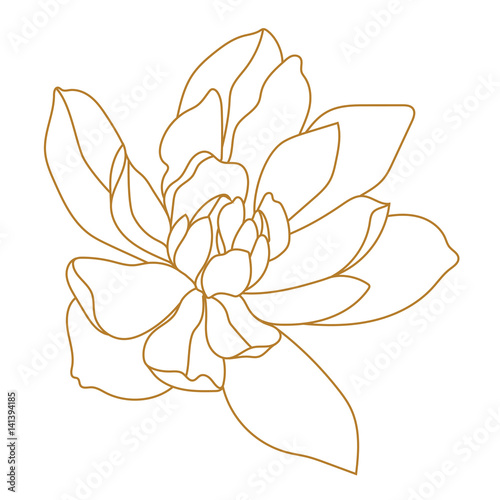 Golden magnolia tropical flower blossom in leaves on a white background.