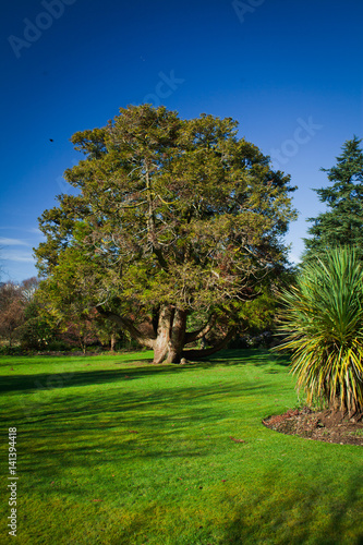 Old yew tree in the garden.