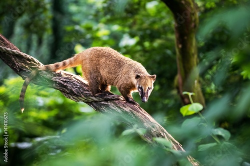 Nasua raccoon coati