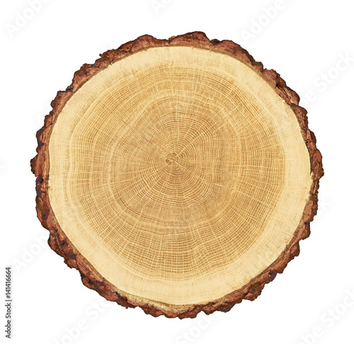 smooth cross section brown tree stump slice with age rings cut fresh from the forest with wood grain isolated on white