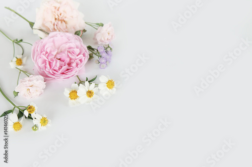 Beautiful rose on white background 