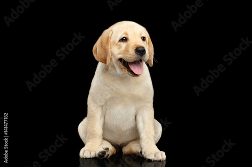 Golden Labrador Retriever puppy funny sitting and smiling isolated on black background, front view