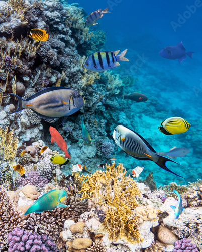 Colorful coral reef fishes of the Red Sea.