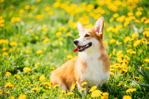 Pembroke Welsh Corgi Dog Puppy Sitting In Green Summer Grass