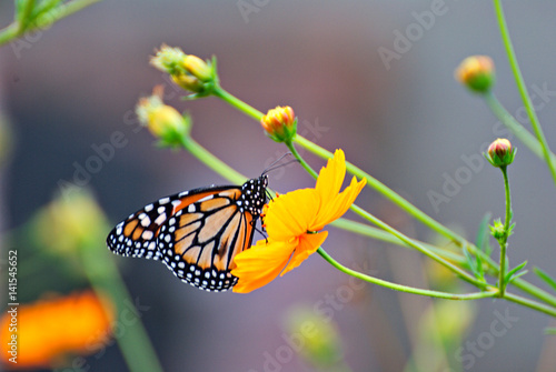 Beautiful butterfly on an orange flowers and a colorful background
