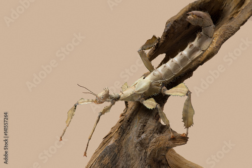 Macleays Spectre Stick Insect (Extatosoma tiaratum)/Macleays Spectre Stick Insect on branch