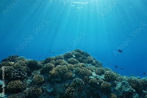 Pacific ocean sunlight underwater with corals and fish, natural scene on the outer reef of Huahine island, French Polynesia 