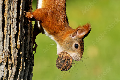 Eichhörnchen mit Walnuss