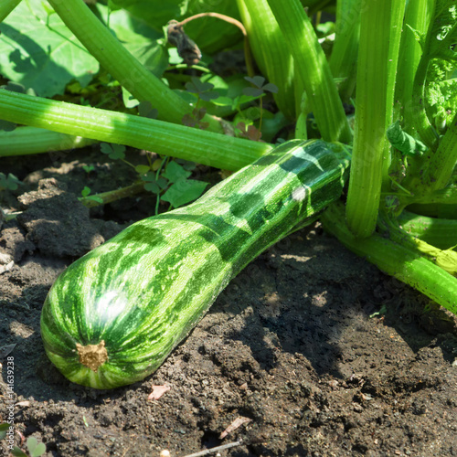 Green zucchini in garden in summer day 