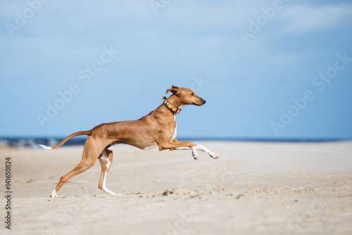 happy azawakh dog running on the beach
