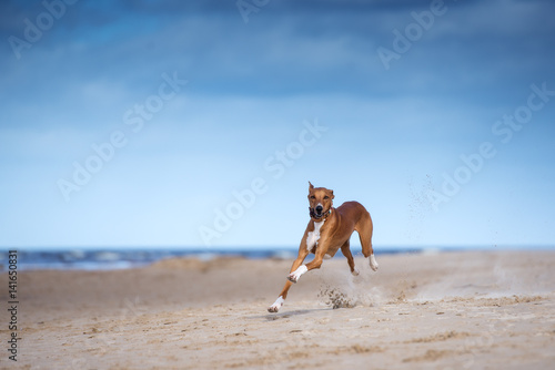 fast running azawakh dog on the beach