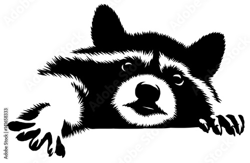 black and white linear paint draw raccoon illustration