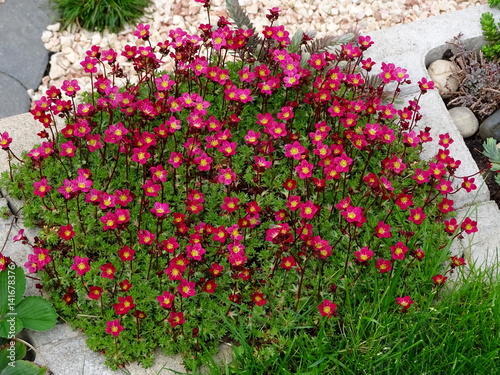 Moos Steinbrech Saxifraga