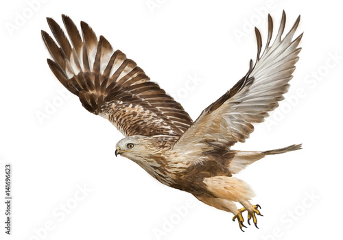 Hawk flying hand draw and paint color on white background vector illustration.