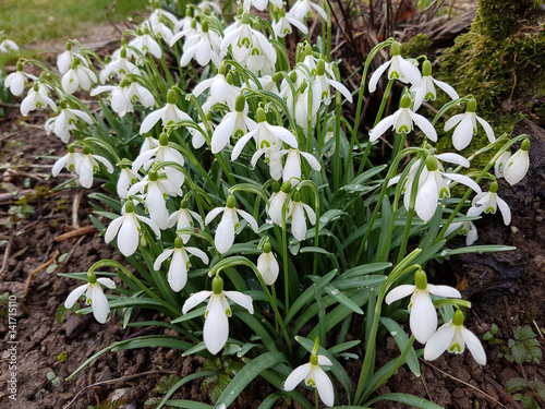 Schneegloeckchen; Galanthus nivalis