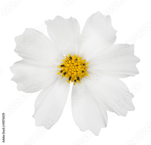 isolated white flower bloom with yellow center