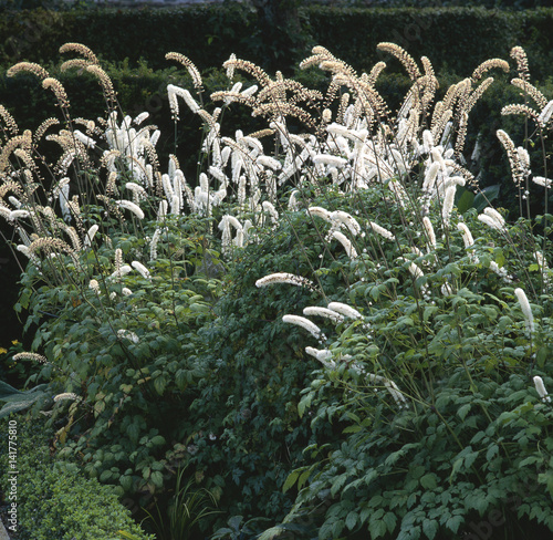 Cimicifuga simplex / Cierge d'argent