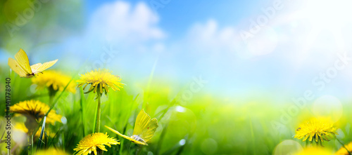 Easter spring flower background; fresh flower and yellow butterfly on green grass background