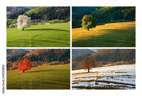 Four season single spring cherry tree on meadow. One year in life of tree. Spring, summer, autumn, winter landscape.