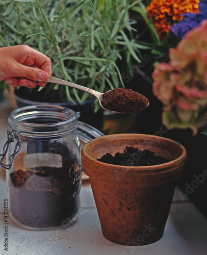 Marc de café sur plante en pot