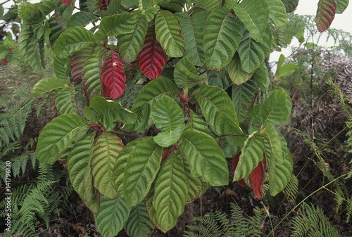 Cinchona officinalis / Quinquina