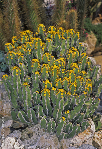 Euphorbia polyacantha / Euphorbe