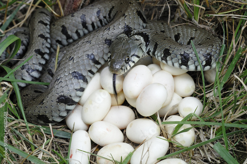 Natrix natrix / Couleuvre à collier