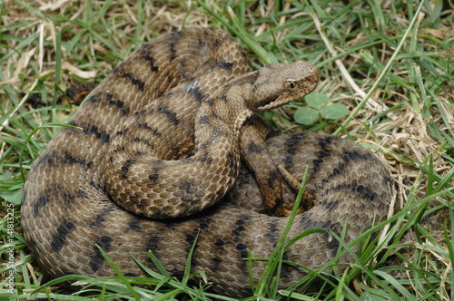 Vipera aspis / Vipère aspic