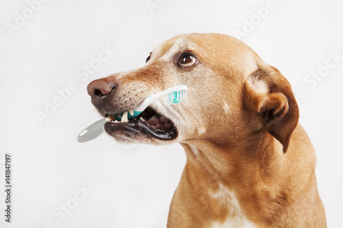 Brown dog holding a toothbrush on a bright background. Health care.