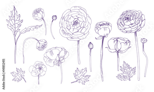 Hand drawn outline floral elements set. Collection with ranunculus flowers.