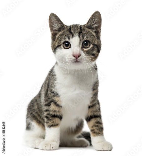 kitten domestic cat sitting, 3 months old , isolated on white