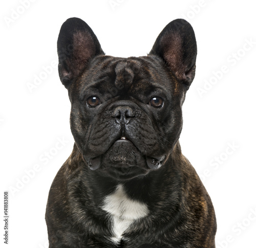 Close-up of a French Bulldog, isolated on white, 30 months old