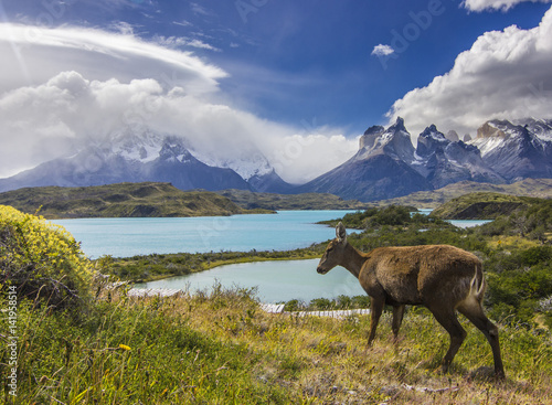 deer feeding on grass field near lake and mountains in patagonia