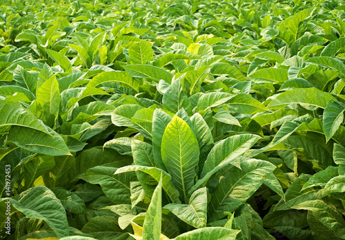 Closeup tobacco leaves