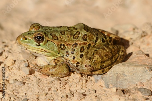 Endangered Chiricahua Leopard Frog (Lithobates chiricahuensis)