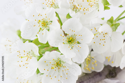 Close-up di fiori bianchi di prugno
