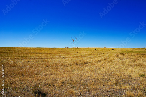 Rural landscape with dry grass and silhouette of dead tree