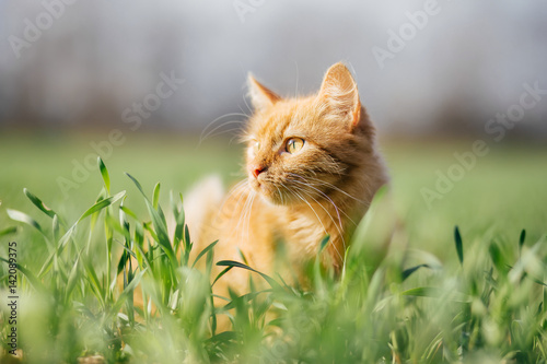 Cat in the Green Grass. Fluffy Red Cat with Yellow Eyes
