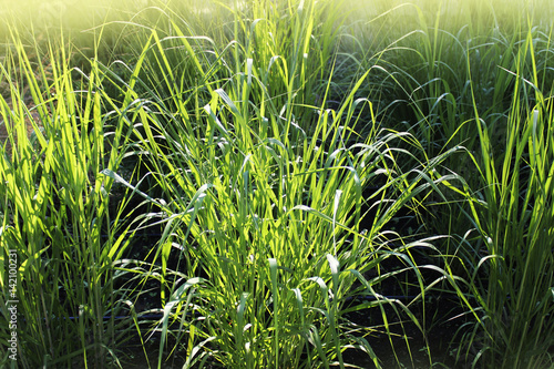 Panicum virgatum, commonly known as switchgrass, is a perennial bunchgrass .