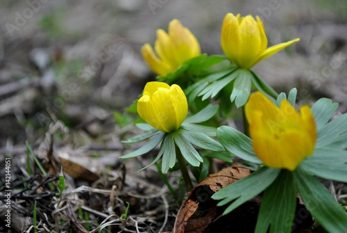 Rannik zimowy - Eranthis hyemalis, jaskier