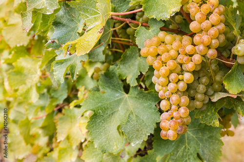 bunch of ripe Sauvignon Blanc grapes in vineyard