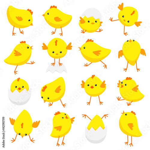 Eastern chicks in various poses isolated on white background