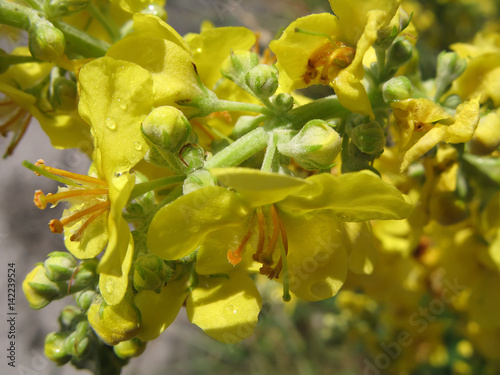 Fleurs de Molène bouillon blanc des Alpes