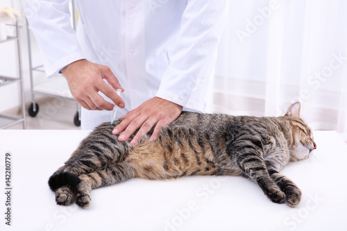 Veterinarian giving injection to tabby cat