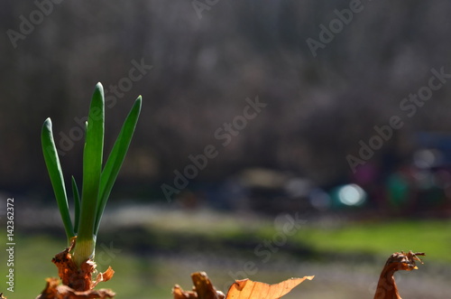 wiosenny zielony szczypiorek