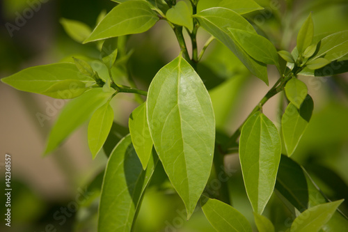 Leaf of Cinnamomum camphora tree