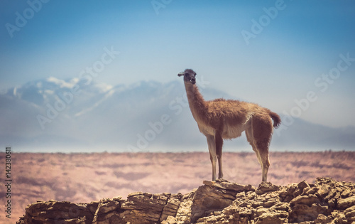 Llama in Ischigualasto, Argentina