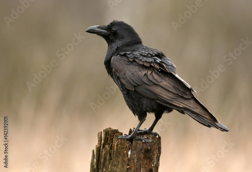 Common raven (Corvus corax)