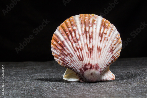 clam mollusk shells on black background