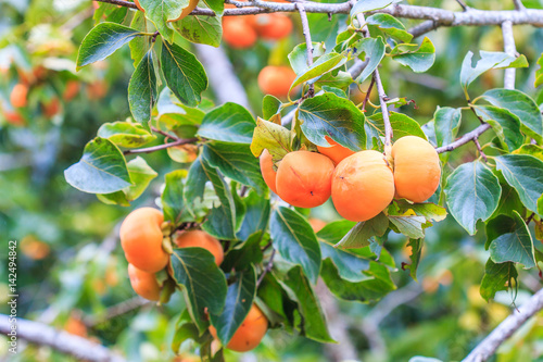 Persimmon tree with fruits that waiting for harvest